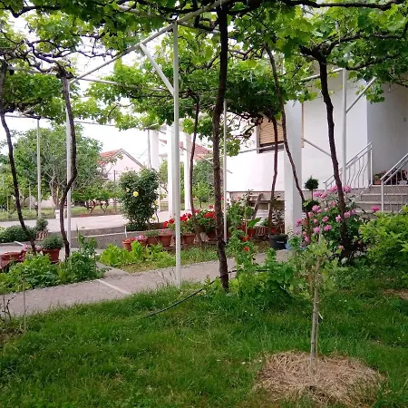 Olea *